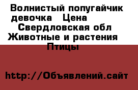Волнистый попугайчик девочка › Цена ­ 1 000 - Свердловская обл. Животные и растения » Птицы   